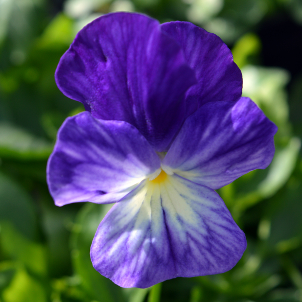 Victorian Viola Blue Ice